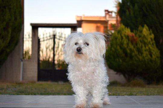 Cute maltese dog in the garden