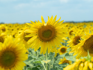 Field of sunflowers at summer. Close up view on several yellow sunflowers blooming under grey cloudy sky. Agricultural field blossoming. Blurred background. Soft selective focus