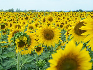 Yellow sunflowers growing in the field at summer. Sunflowers with green leaves and yellow petals blossoming in agricultural field. Blurred background. Soft selective focus