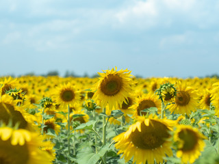 Sunflowers with green leaves and yellow petals blossoming in rural field, close up view. Yellow agricultural field blooming under grey cloudy sky. Blurred background. Soft selective focus
