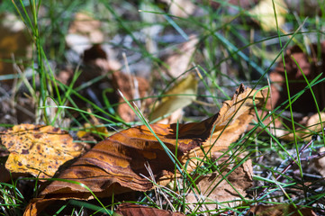 landscape of early autumn, the old Park, trees, green grass, bright red and yellow leaves