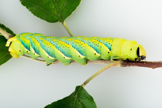 Caterpillar on a Branch
