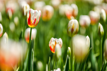 Canada 150 Tulip