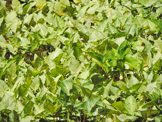 Dense foliage texture