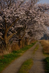 桜の道　日暮れ　風景