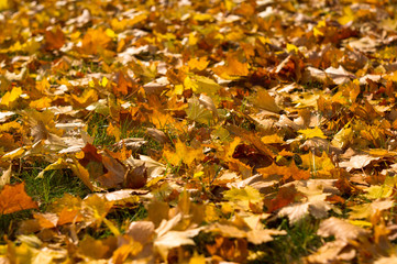 autumn landscape - leaves in green grass, close up