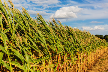 corn field on a windy day