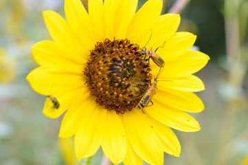 Fototapeta premium Pennsylvainia Leatherwing Beetles pollinating a large yellow sunflower