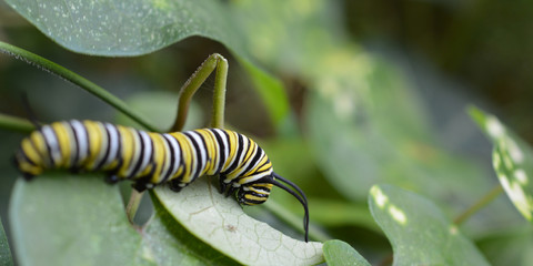 Monarch caterpillar on a leaf 