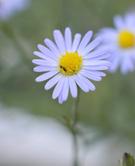 Obraz premium Purple and yellow tiny English Daisy in grass with an ant on it
