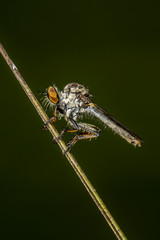 Robber Fly / Close-Up of the beautiful Robber Fly (selective Focus)