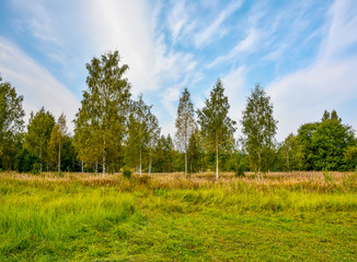 Fototapeta premium Sunny autumn day at the edge of the forest. Early autumn.