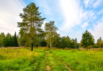 Sunny autumn day at the edge of the forest. Early autumn.