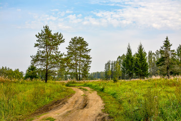 Sunny autumn day at the edge of the forest. Early autumn.