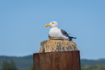 Seagull sitting on dock pole 