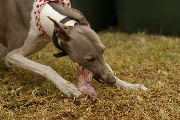 a single family pet male whippet  dog eating and playing with a large meaty bone in the backyard of the family home, rural Australia