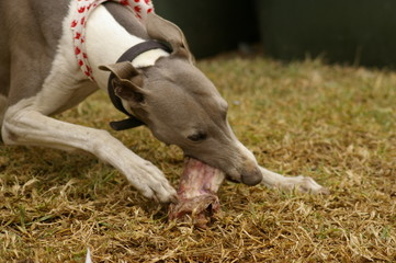 a single family pet male whippet  dog eating and playing with a large meaty bone in the backyard of...