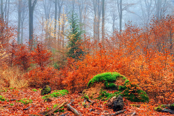Fototapeta premium Beautiful mysterious trees in autumn in a forest in the Netherlands with morning fog and vibrant leafs 