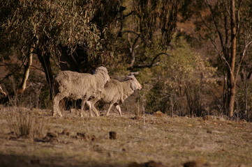 skinny, hungry, sad, drought stricken, diseased sheep looking for scarce food on a farm in rural New South Wales, Australia