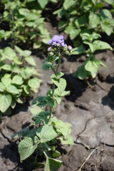 Ageratum houstonianum in bloom in late June
