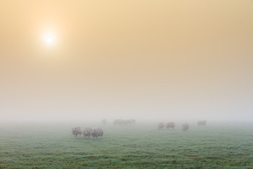 Flock of sheep early in the morning grazing in the autumn fog in the Netherlands