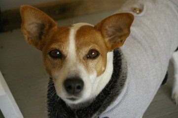 a single, lone, cute, small friendly pet Jack Russel dog wearing a jacket at the feet of it's owner, indoors, rural Australia
