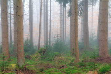 Beautiful forest in the Netherlands with morning fog and a mysterious atmosphere
