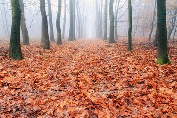 Beautiful mysterious lane in autumn in a forest in the Netherlands with morning fog and vibrant leafs