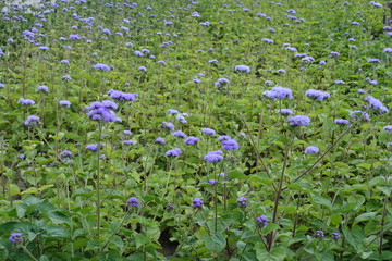 Lots of mauve flowers of Ageratum houstonianum