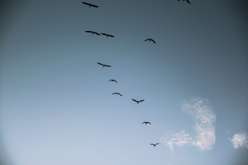 Fototapeta premium Group of birds migrating against the nice blue sky