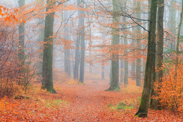 Beautiful mysterious lane in autumn in a forest in the Netherlands with morning fog and vibrant leafs