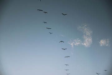 Group of birds migrating against the nice blue sky