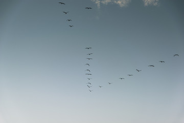 Group of birds migrating against the nice blue sky