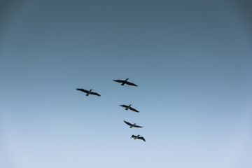 Group of birds migrating against the nice blue sky
