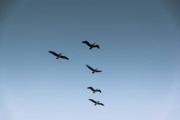 Obraz premium Group of birds migrating against the nice blue sky