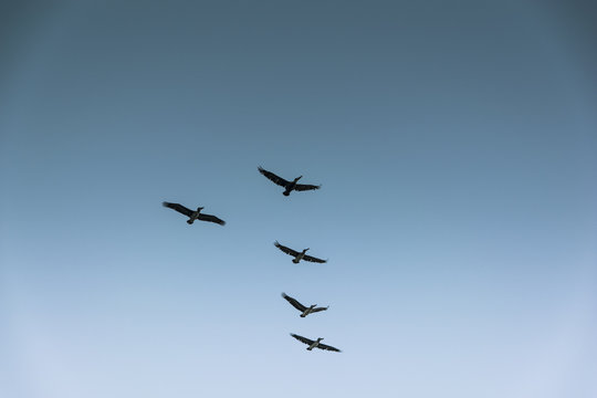 Group of birds migrating against the nice blue sky