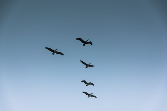 Group of birds migrating against the nice blue sky