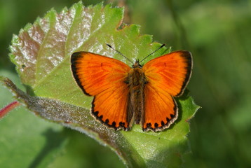 Bright butterfly with red-orange wings with black border. On the front wings of one black point. A butterfly is sitting on a green leaf. The body is covered with brown hairs. Eyes large.