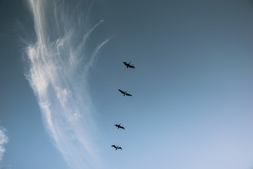 Group of birds migrating against the nice blue sky