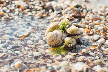 Bivalve shells in sea water at summer Sunny day on a background of open shells on the bottom