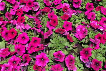 View of magenta colored flowers of petunia from above