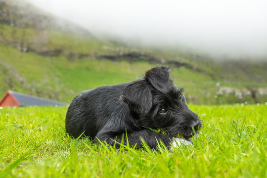 CLOSE UP: Cute black puppy chews on his toy in the large pasture on cloudy day.