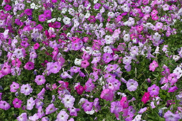 Background - flowering petunias in various shades of pink