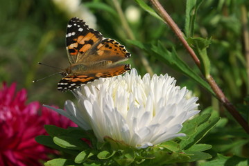 Bright butterfly with orange wings, white and black spots on the front wings, black spots on the rear wings. Butterfly sitting on a flower Astra white. Green background.