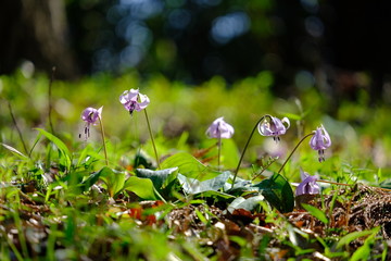 カタクリ　花　日なた