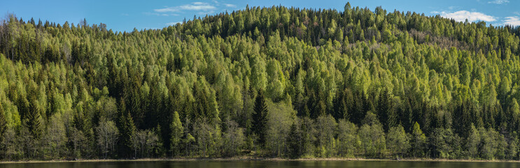 Beautiful green forest panorama