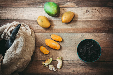 planting of the mango tree from the seed