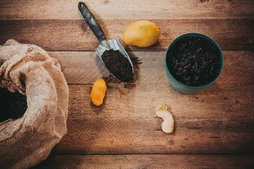 Planting of the mango tree from the seed in the pot