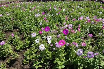 Green foliage, pink and white flowers of petunias
