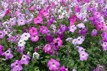 Lots of flowering petunias in various shades of pink